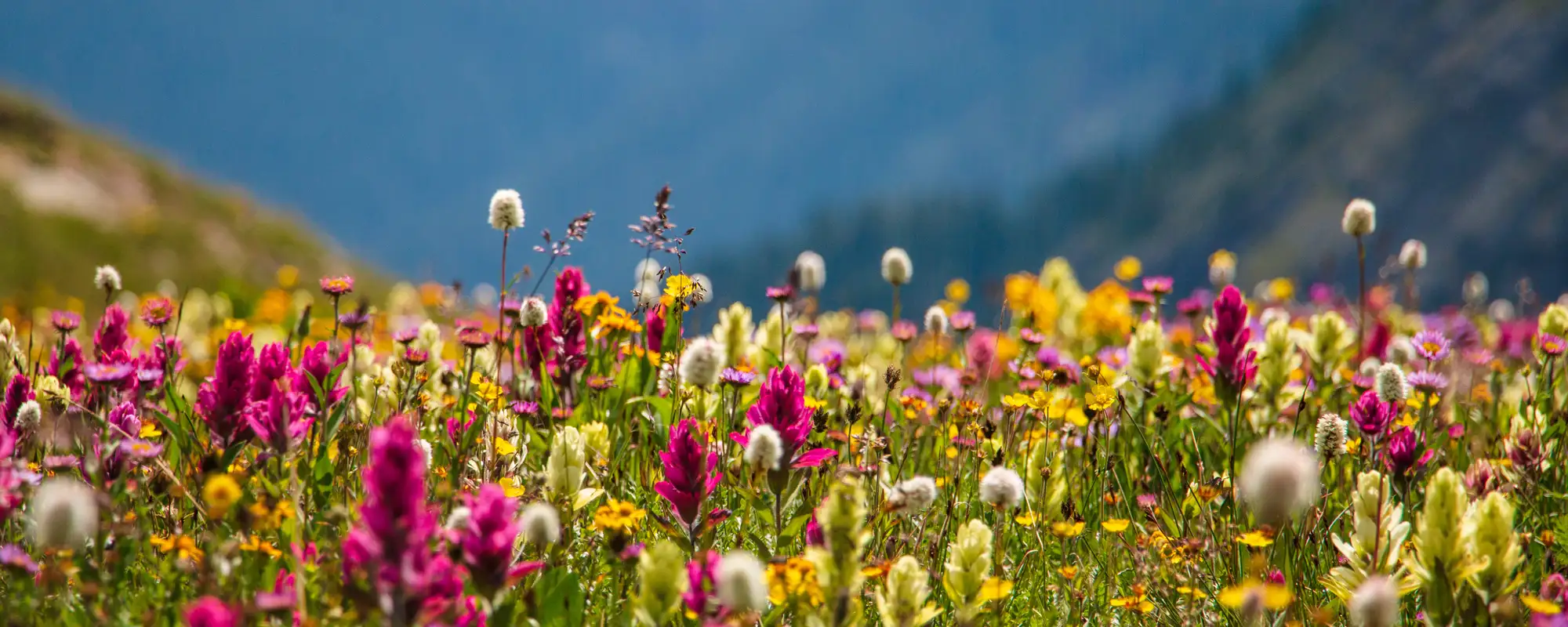 Wildflowers near Silverton, Colorado